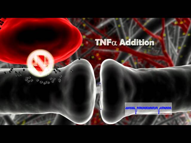 Cell Press Neuron Video Abstract - Dr. Mirko Santello, Dr. Paola Bezzi and Prof. Andrea Volterra