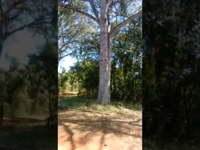 Jatoba madeira de lei