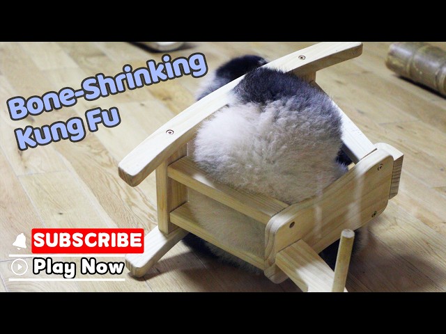 How Did You Even Fit Through There? | iPanda
