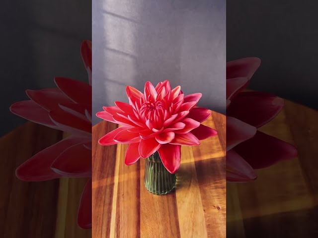 how to make Dahlia flowers with gumpaste #flowers #diy #art #tutorial #cake #sugarart #gumpaste