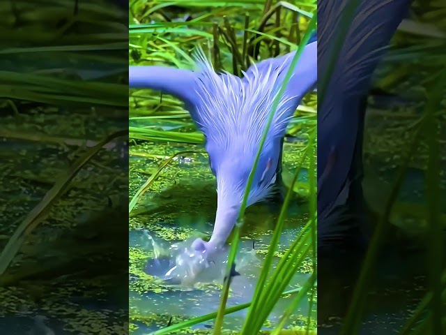 Animals SO BEAUTIFUL THEY DON’T Look Real!