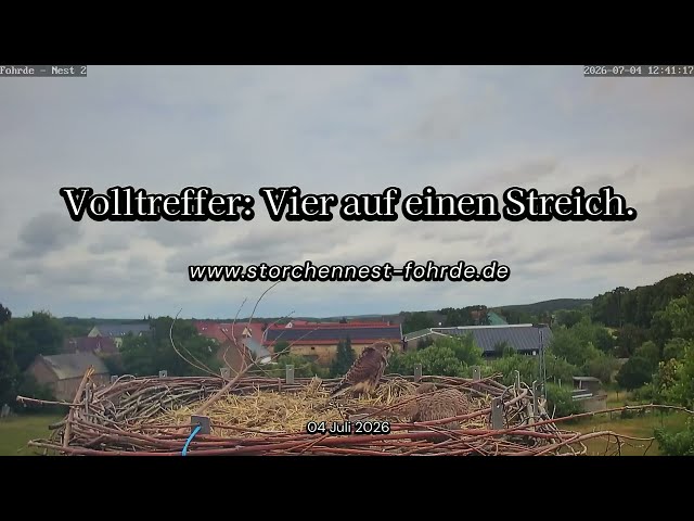 Volltreffer: Vier auf einen Streich - Turmfalken Fohrde - 03.07.2026