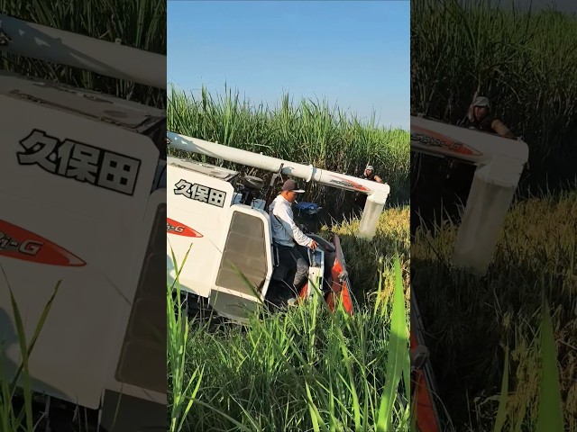 COMBINE HARVESTER KUBOTA PRO 588i eps 92 #kombisawah #combineharvester #automobile #kubotatractor