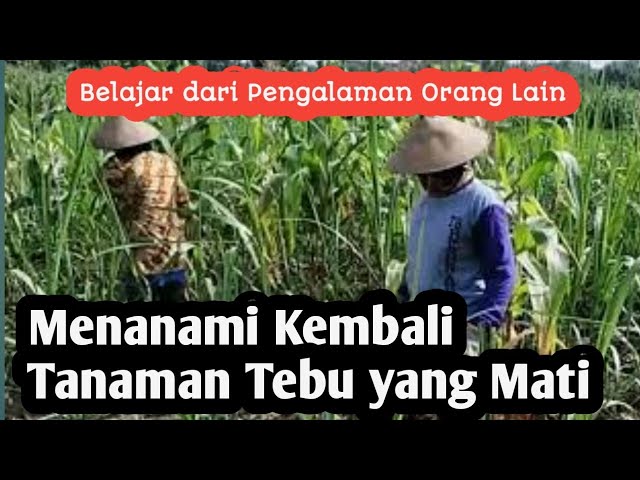 Sulam Tebu #petanitebu #caramenanamtebu #peluangpetanitebu