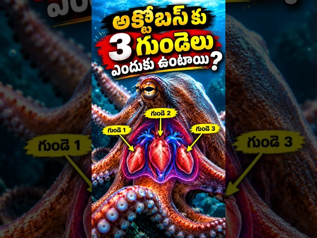 ఆక్టోపస్‌కు 3 గుండెలు ఎందుకు ఉంటాయి? 🐙❤️