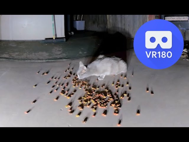 What's mama kitten afraid of? VR180 5.7K 3D