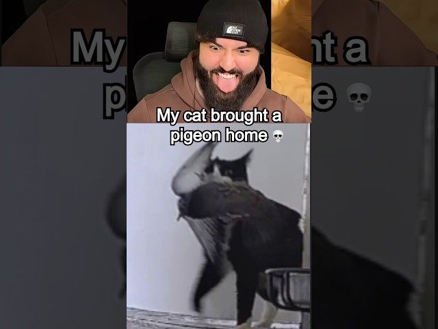 Does anybody else’s cat do this?