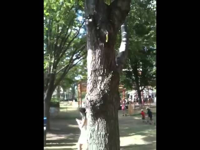 Caterpillar crawling