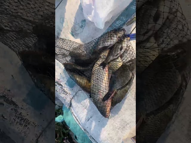 Om Riski, the Monster Fish Specialist