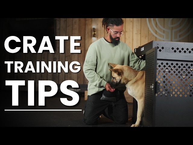Top Tips for Crate Training