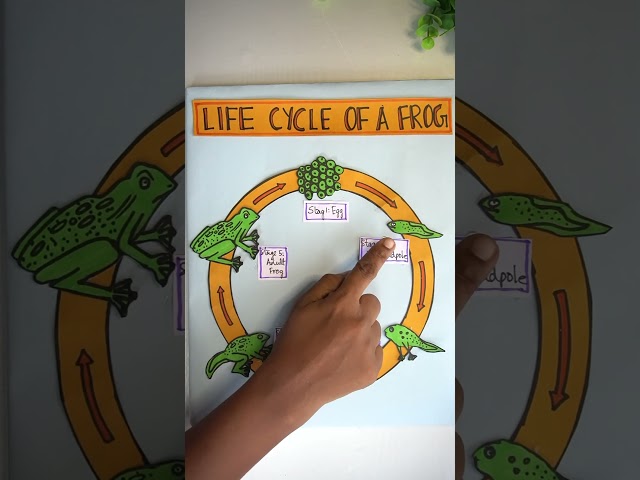 Frog Life Cycle Model Project | Easy Science Craft | How to Make a Frog Life Cycle Model for school