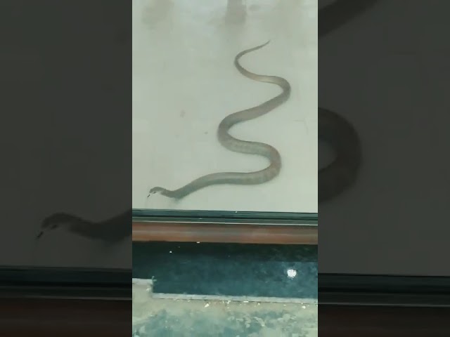 Snake in atm machine