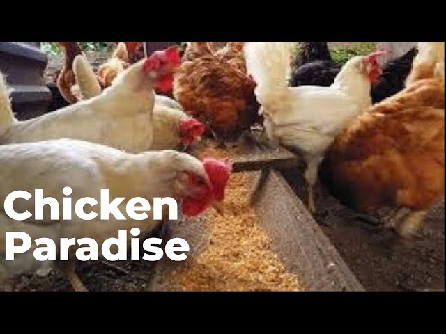 The Chicken Shortage is a Scam