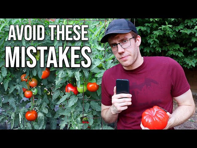 How to Fertilize Tomatoes... Avoid These 3 MISTAKES!