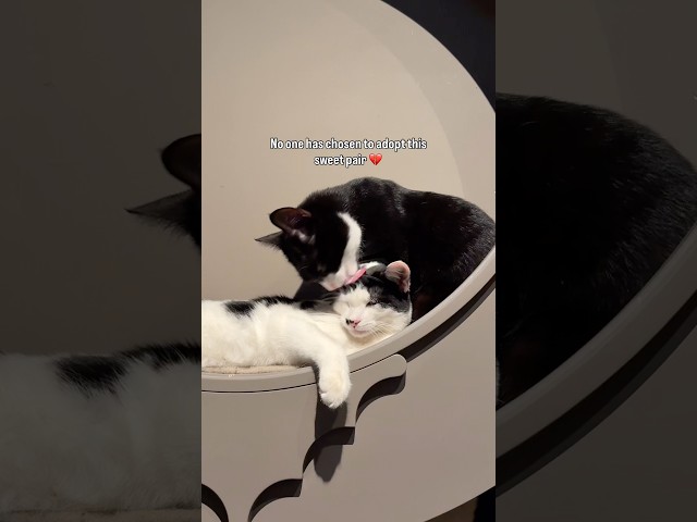 Come and meet them at Java Whiskers Cat Café Marylebone! Book your visit through our bio 🧡