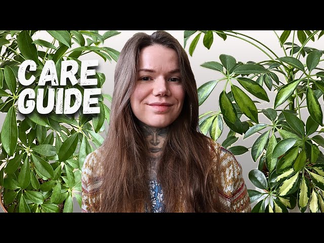 Schefflera Umbrella Tree. Complete Houseplant Care Guide.