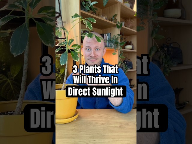 These 3 Leafy Houseplants Can Handle Direct Sun Like A Champ! #Houseplants #Plants #Shorts