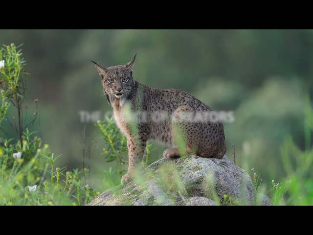 Wildlife Photography with the Sony Alpha 7R VI and 100–400mm F4.5 GM OSS | On the Road with Sasan...
