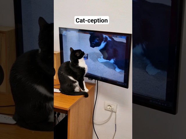 Cat-ception #cat #animals #catlover #funnyanimals