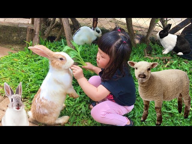 Yuk Kasih Makan Kelinci Sapi Domba Lucu - Feeding Fun Sheep Rabbit Cow Ranch