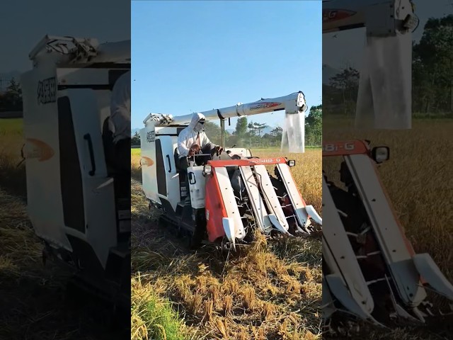 COMBINE HARVESTER KUBOTA ALA JEPANG eps 95 #kombisawah #combineharvester #kubotatractor #kubota