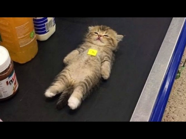You’ll Die Laughing at These KITTENS 😂 Funniest Cat Videos