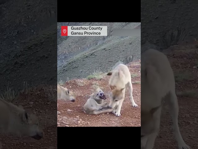 Infrared camera captures wild wolves frolicking in nature reserve