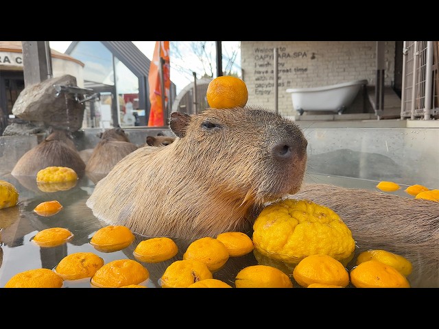 3 Relaxing Capybara Hot Springs Across Japan!🍊