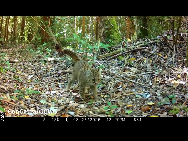 A mysterious scent stops this güiña in its tracks