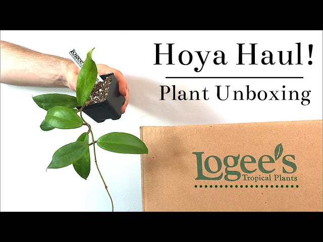 Logee’s Houseplant Unboxing | Hoya Haul
