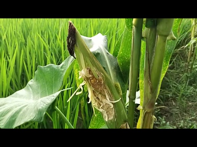 Alhamdulillah bisa Sedekah sama Tikus #hamatikus #stopracuntikus