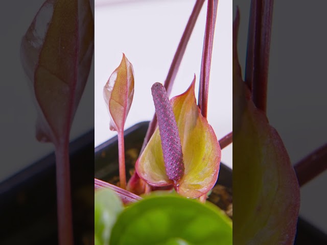 Anthurium Radicans x Luxurians ( Plant Spotlight #1 )