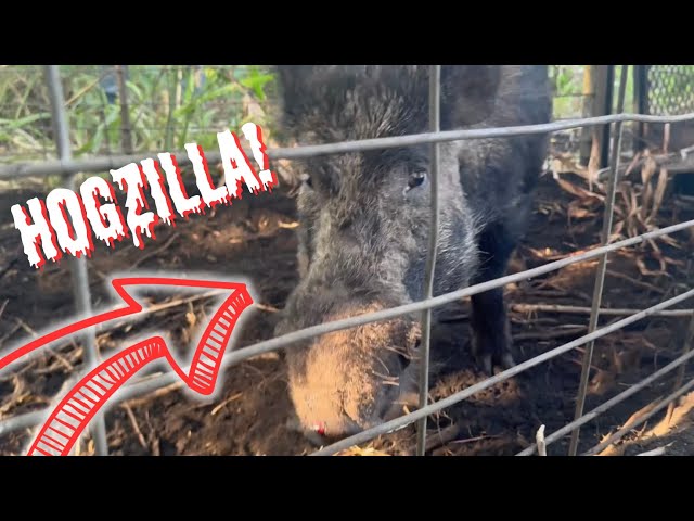 3 GIANT WILD BOAR IN ONE TRAP! | Hog Trapping | How To Catch Big Hogs