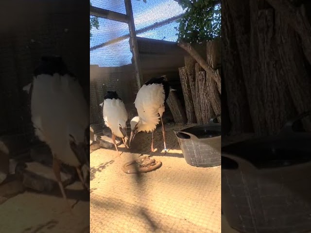 Greetings again from Loburg from the two young storks