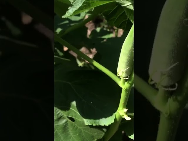 My okra