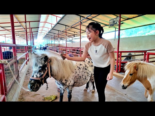Combing a Pregnant Horse and Riding a Pony Around the Stables
