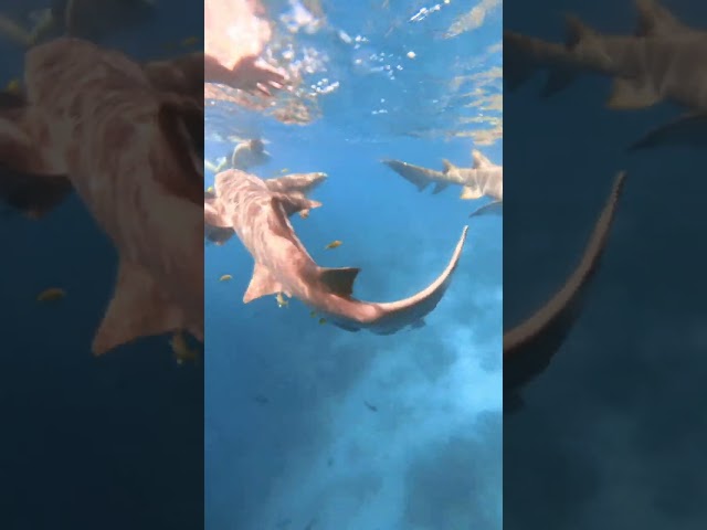 Swimming with sharks