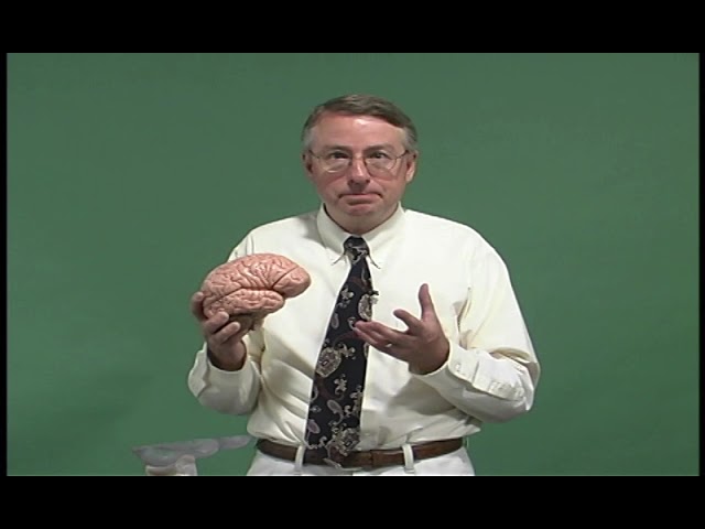Gait Exam: Anatomy