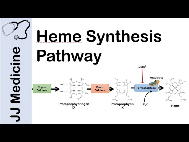 Heme Synthesis Pathway