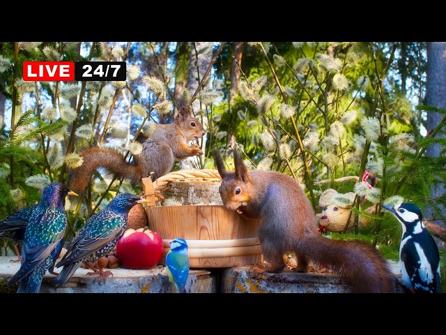 🔴 24/7 LIVE CAT TV NO ADS😺  Beautiful Spring Day with Awesome Birds And Squirrels