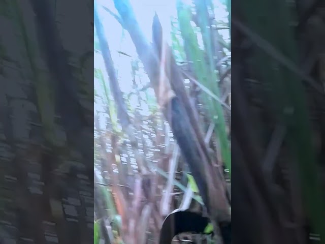 proses pembersihan daun tebu kering