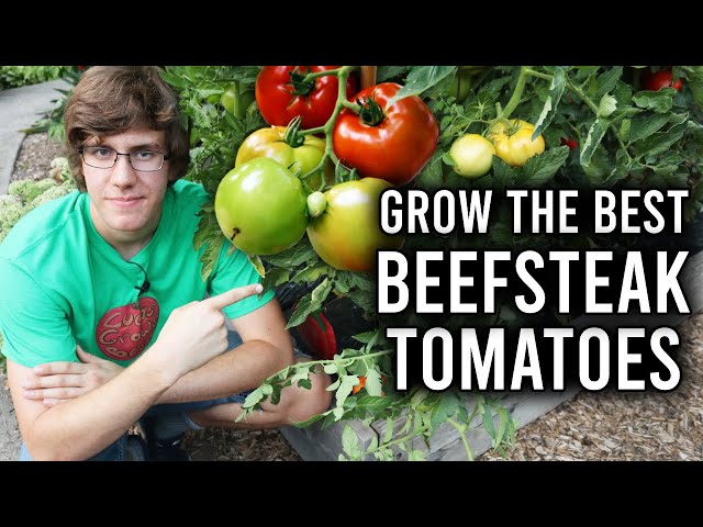 How to Grow Beefsteak Tomatoes
