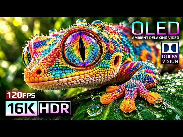 BEST OLED Display Test in 16K Dolby Vision HDR 120fps for 4K • 8K Video Ultra HD TVs