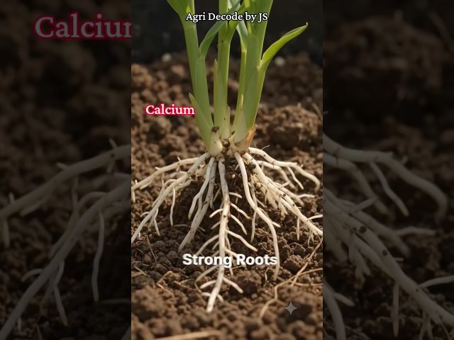 ಕ್ಯಾಲ್ಸಿಯಂ (Ca) – 🌱 ಬೇರುಗಳ ಬೆಳವಣಿಗೆ ಮತ್ತು ಕೋಶಗೋಡೆಯ ಬಲವರ್ಧನೆಗೆ ಕ್ಯಾಲ್ಸಿಯಂ ಅತ್ಯಗತ್ಯ #farming#agribusin