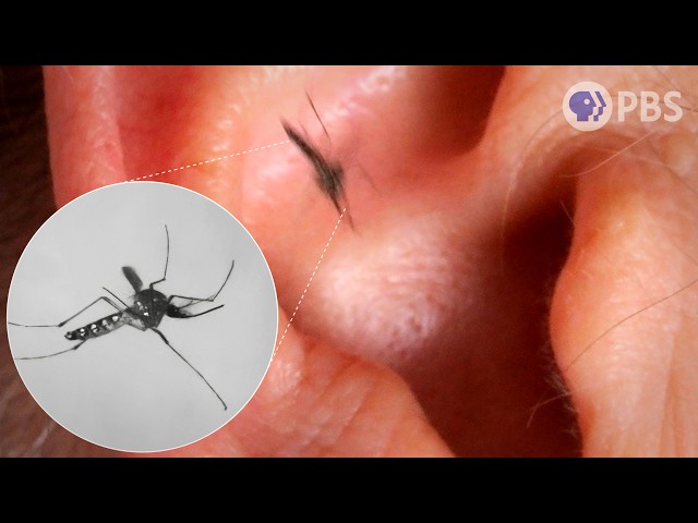 Who Loves a Mosquito’s Buzz? The Answer Will Bug You! | Deep Look