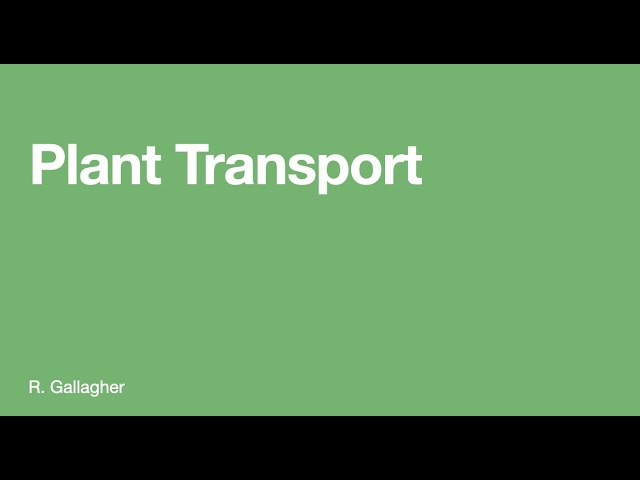 Plant Transport