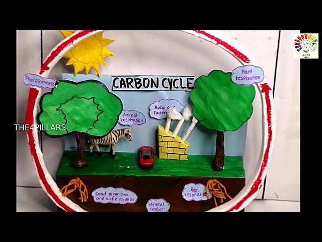 Carbon Cycle Model Project | carbon cycle model| carbon cycle|class 9/class 12 science exhibition