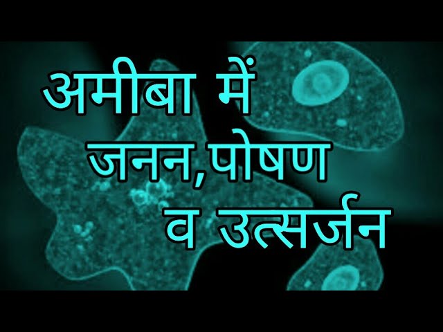 Amoeba in Hindi