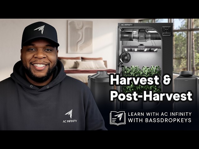 Harvest & Post Harvest | Cannabis Growing with Bassdropkeys | Ep. 5