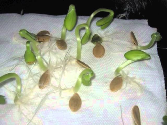 Seeds